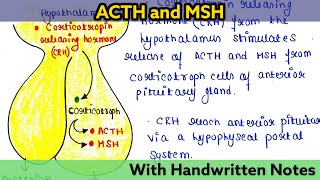 Adrenocorticotropic hormone  Melanocyte stimulating hormone  Function [upl. by Otilia620]