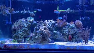 Waterbox Marine X 903 mixed reef [upl. by Eenal]