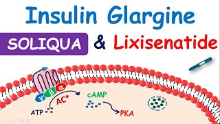 Soliqua 10033  Insulin glargine and Lixisenatide injection [upl. by Trebeh]