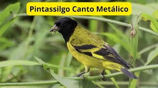 Pintassilgo Canto Metálico [upl. by Aicrop397]