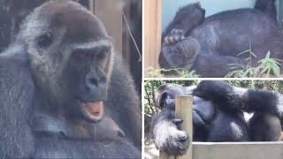 ゲンキのよだれが止まらない！ゴリラ達が快適に眠れる日陰が増えました⭐️Gorilla【京都市動物園】Genki has a lot of drool dripping from her mouth [upl. by Aihc]