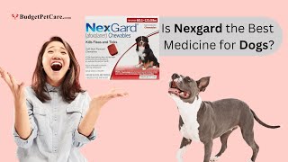 Nexgard for Dogs Safest Flea and Tick Prevention for Dogs [upl. by Oidiple]