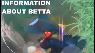 BREEDING INFORMATION ABOUT BETTA FISH IN TAMIL 🐟❤itzzharishnarutoharisheditz [upl. by Alekram]