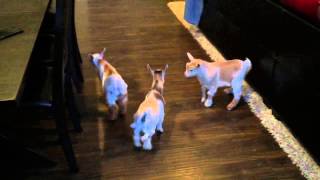 Baby goats in the house [upl. by Mannuela]