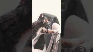 A curious kitten combs its hair after playing bubbles aumuca funny cat [upl. by Leuqar819]