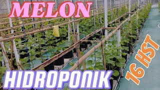 HIDROPONIK MELON SISTEM FERTIGASI TETES 16 HST PART 1 Adeadi84 [upl. by Akirehc]