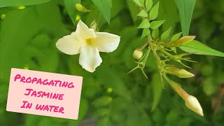 Propagating Jasmine Cuttings in Water with RESULTS Jasminum Officinale  Grow FREE Jasmine Plants [upl. by Ecnerrot]