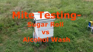 Mite Counts  Sugar Roll vs Alcohol Wash [upl. by Aihsatsan400]