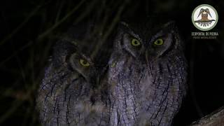 Alilicucu Comun Megascops choliba Tropical Screechowl [upl. by Tnomad]