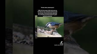 The Nuthatch Part 3 of the fun facts [upl. by Urbanna]