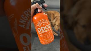 Odor Eliminator ✴️odoreliminator fresh clean orange smellsgood spray orangeoil [upl. by Collimore]