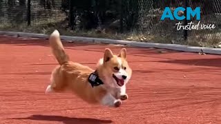 Corgi patrol China’s first corgi police dog [upl. by Alic]