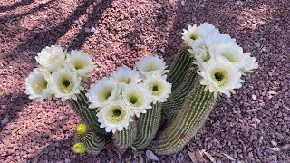 UPDATE ON THE 20 YEAR OLD TRICHOCEREUS CACTUS WE TRANSPLANTED BLOOMING AND LOOKING GOOD update [upl. by Nilauqcaj]