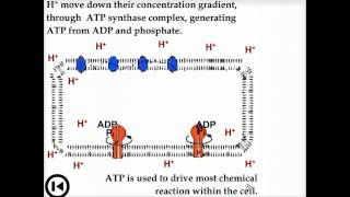 Electron transport in bacteria amp archaea [upl. by Aiveneg758]