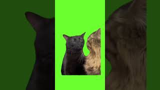 Zoning Out Black Cat  Pissed Black Cat  Green Screen for Memes greenscreen memes [upl. by Pauly]