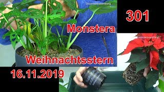 Weihnachtsstern Pflege umpflanzen und Monstera in das mineralische Substrat einpflanzen [upl. by Nolyarg]