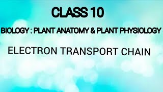 Electron Transport Chain  Plant anatomy and plant physiology  Class 10  Biology  Tamil [upl. by Aniras]