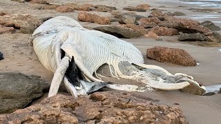 Massive Dead Whale Washes Up On Bellarine Peninsulas 13th Beach  September 2024 [upl. by Stern942]