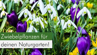 Zwiebelpflanzen im Naturgarten Eine ökologische Bereicherung für Insekten [upl. by Dorise]