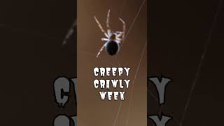 Celebrate Halloween with Creepy Crawly Week on WeWow [upl. by Brackett480]