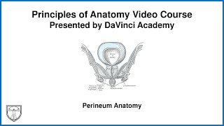 Perineum Anatomy Pelvis Anatomy 4 of 11 [upl. by Gayl]