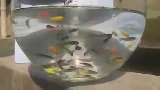 Zebrafish  Brahmanbaria ornamental fish breeding and research center [upl. by Anen655]