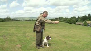 Teaching a Gundog Steadiness [upl. by Idnym]