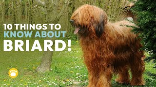 10 Things You Should Know About Briard Dogs [upl. by Hazrit]