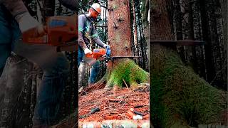 Stihl 500i BIG TREE SAWS stihl tree sawwood wood 27 [upl. by Valaria]