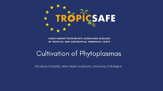 TROPICSAFE Cultivation of phytoplasmas [upl. by Etyak504]