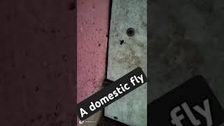 Domestic fly httpswwwyoutubecomchannelUCdUZ9zKeBkP8oH7ioqpKCeg [upl. by Reinal779]