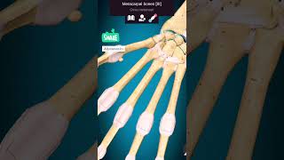 हाथ की अस्थियां  Bones of the Hand in Hindi shorts viralvideo anatomy biology neet [upl. by Eriuqs181]