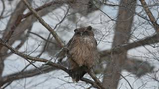 Blakistons Fish Owl [upl. by Buford]