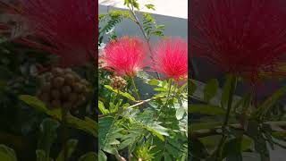 खूबसूरत पाउडर पफ फ्लावरbeautiful powder puff flower bloomGreen Garden Gujarat [upl. by Leinahtan]