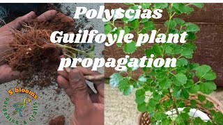 Polyscias Guilfoylepolyscias Guilfoyle plant propagation through stemcuttingsGeranium Aralia plant [upl. by Shamrao]