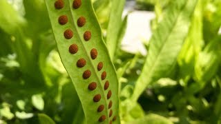 Propagating Ferns from Spores – Family Plot [upl. by Towroy]