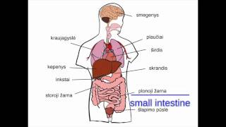 Lithuanian Lesson  28  Organs  Vidaus organai [upl. by Ib]