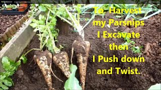 Grow big parsnips Two tips to help avoid breaking the root two x the size of store bought parsnips [upl. by Briny880]