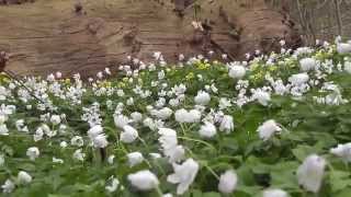 Flowers in the forest  Blumen im Wald [upl. by Rior193]