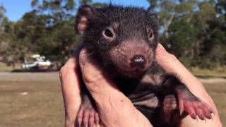 Cutest Tasmanian devil video EVER [upl. by Lielos938]