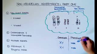 SexLinked Traits [upl. by Catharine]
