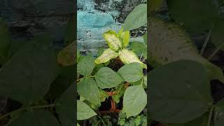 Beans plant in my garden [upl. by Adlemi]