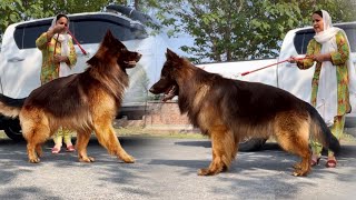 The World Biggest German Shepherd Dog In Punjab Biggest Dog Cute Dog Puppy Hsn Entertainment [upl. by Ailemac]