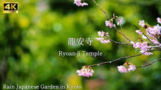 【 Ryoanji Temple 】🇯🇵☔️Rain Japanese Garden in Kyoto The sound of rain [upl. by Cilegna340]