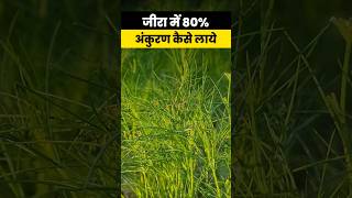 Jira ki kheti में उत्पादन में बढ़वार लाने के लिए टिप्स  Cumin crop jeera agrostar shorts [upl. by Adnoek]