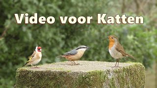 Video voor katten om naar te kijken  Betoverende kleine vogels [upl. by Hayikaz]