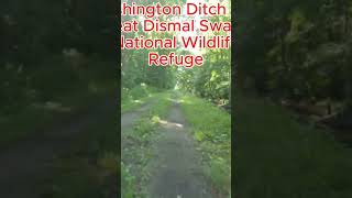 Washington Ditch Trail at Great Dismal Swamp National Wildlife Refuge [upl. by O'Mahony]