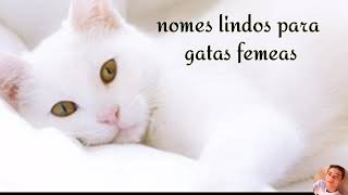 Nomes lindos para gatas femeas [upl. by Azile518]