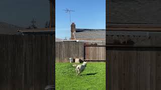 squirrel teasing dog catch me if you can funny squirrel comedy animals animal dog dog [upl. by Pearson]