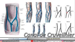 CANAL DE CRUVEILHIER SURCO BICIPITAL MEDIAL CANAL BICIPITAL INTERNO MARCO MUSCULOAPONEURÓTICO [upl. by Simmons948]